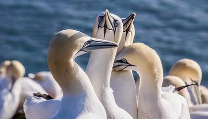 FB体育在线-主场球迷气氛是否直接影响胜率表现，球迷冲入球场会受到处理