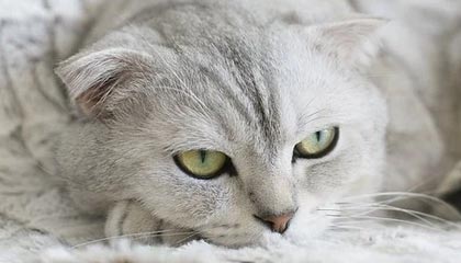 fb体育官网首页-三国混合接力强强对话 节奏决定胜负，有组合技能的三国回合游戏