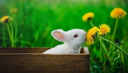 FB体育在线-主场球迷气氛是否直接影响胜率表现，球迷冲入球场会受到处理