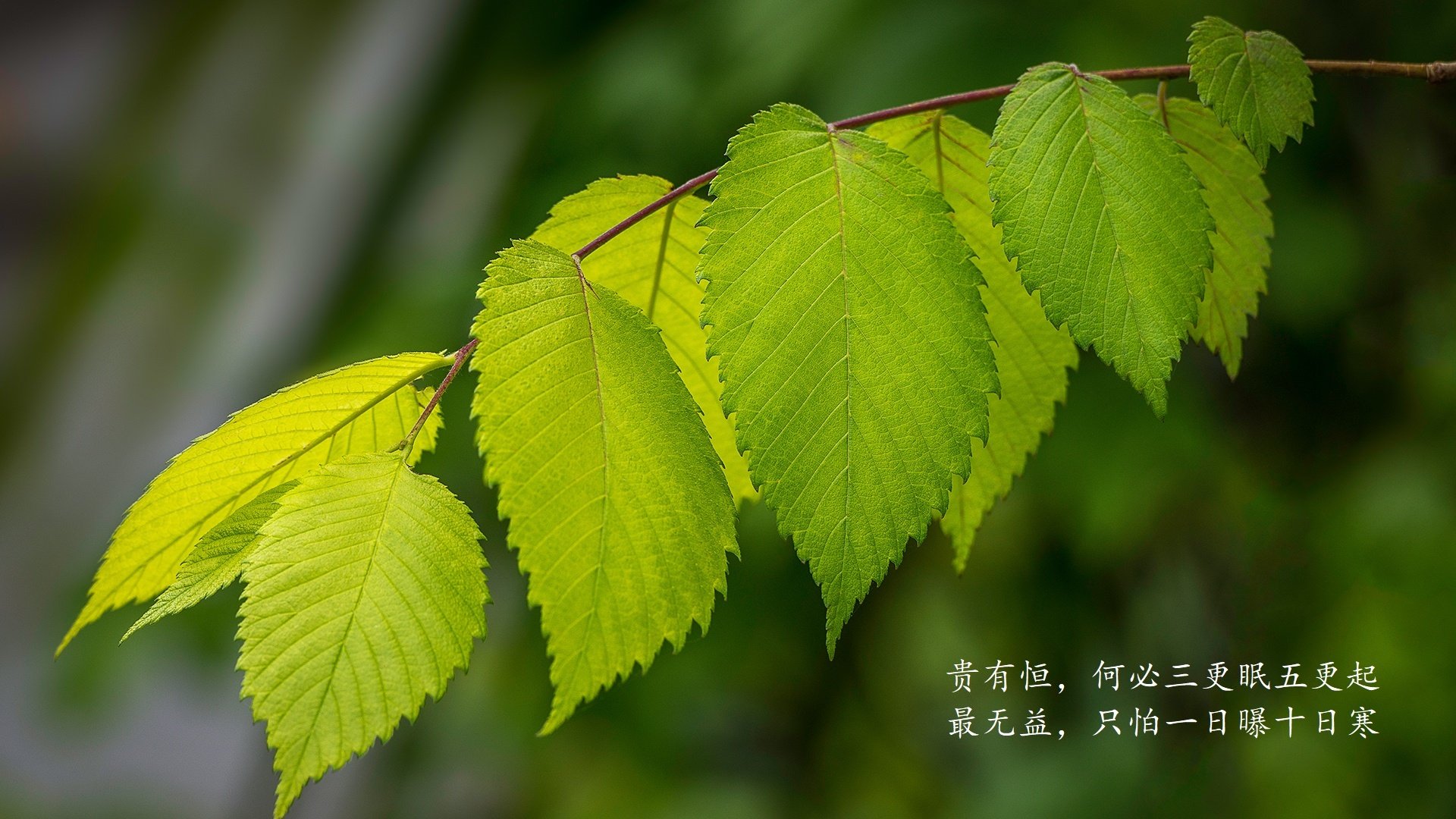 全场田径比赛精彩瞬间，全场田径比赛精彩瞬间描写