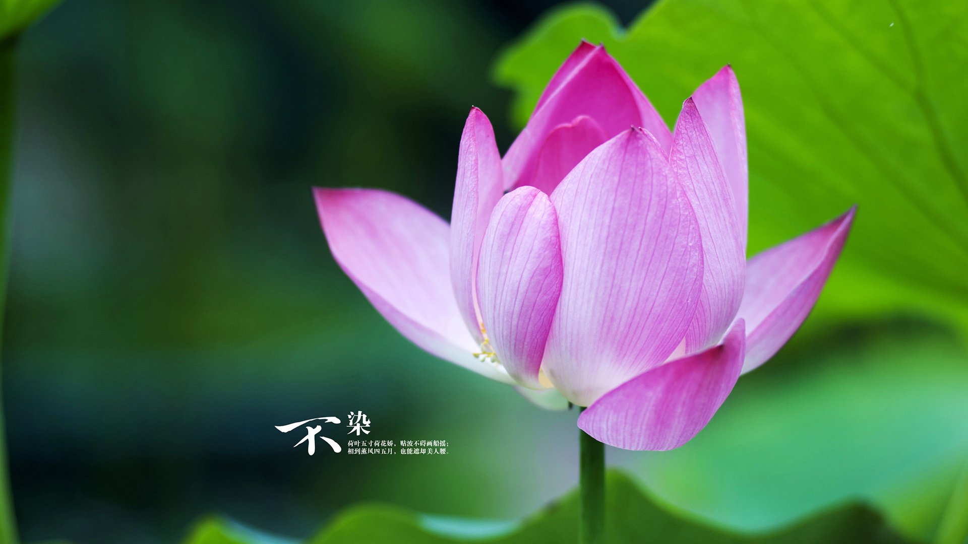 诺埃·庞蒂展现新生代蝶泳实力,庞德诺威